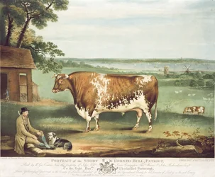 A Short Horned Bull, Patriot, engraved by William Ward