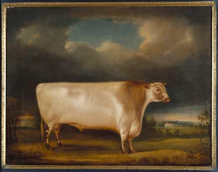Comet, a Light Roan Short-Horn Bull in a Landscape, 1811
