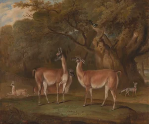 Llamas and a Fox in a Wooded Landscape