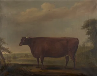 Red Devon Heifers in Landscape
