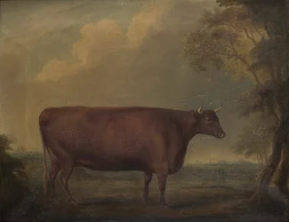 Red Devon Heifers in Landscape