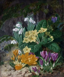 Spring Flowers (including Crocus and Primroses)