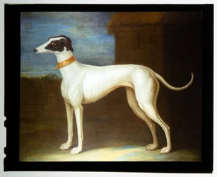 A Favourite Greyhound