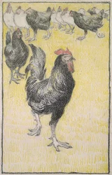 Cockerel, followed by black and white Hens