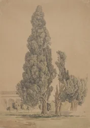 Cypresses