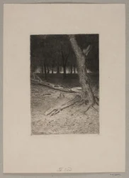 Forest Interior. Evening