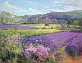 Lavender Fields in Old Provence