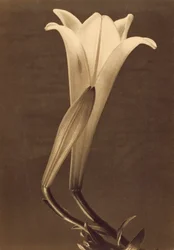 Lily