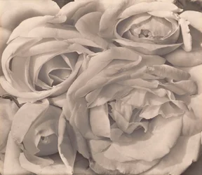 Roses, Mexico