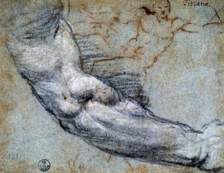 Study of arm (by Titian)