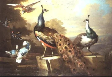 Peacock and Pea Hen in a Landscape