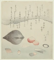 Flower Shell, Red Shell, and Pure Red Shell (A Series of Shells)