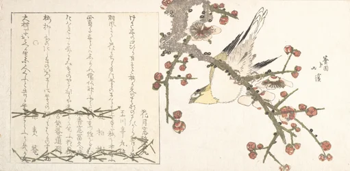 Bush Warbler on a Plum Branch