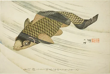 Carp Swimming Upstream