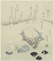 Purple Shell, Freshwater Venus Clams, and a Turban Shell