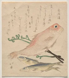 Pink Sea Bream and Two Small Trout
