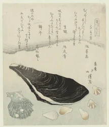 Plover Shells, Raw Mussel, and Brocade Shell (A Series of Shells)