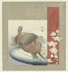 Turtles