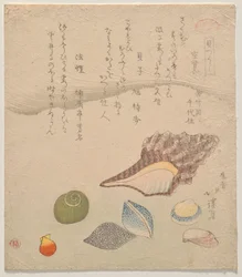 Seven Shells at the Edge of the Sea, from the series Shells Compendium (Kaizukushi)