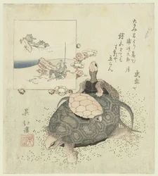 Turtles