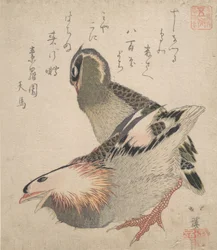 Two Birds
