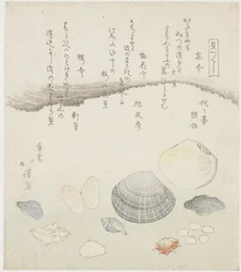Forgotten Shell, Plum Blossom Shell, and Cherry Shell (A Series of Shells)