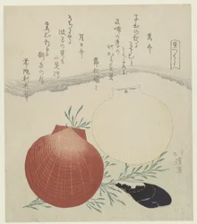 Freshwater Mussel and Japanese Sun-and-Moon Scallop (A Series of Shells series)