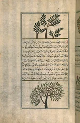 A Frankincense Tree Above an Almond Tree, After a Treatise by Zakariya ibn Muhammad al-Qazwini