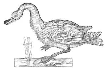 Ornithology, or the History of Birds, Book XII