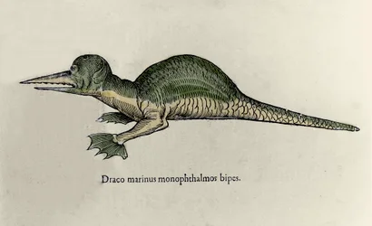 Representation of a marine dragon. Plate of a Natural History manuscript by Ulisse Aldrovandi (1522-1605) on monsters