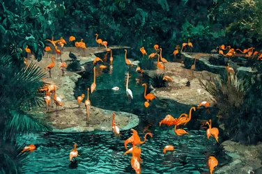 Flamingos in the Tropics