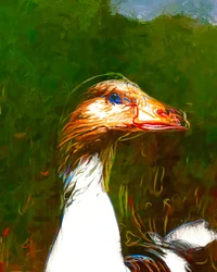 Vibrant Goose Portrait