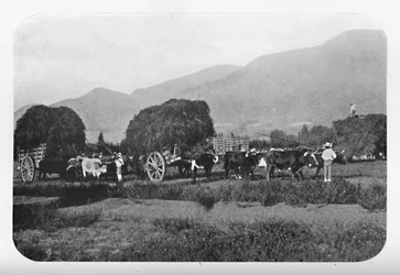 A Chilian Harvest