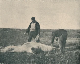 A Dead Bear on Reindeer Island, August 21st, 1893