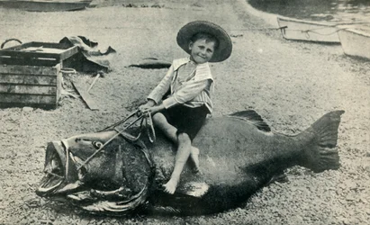 A Fishy Steed! - A Black Sea-Bass - weight 363 pounds, 1901