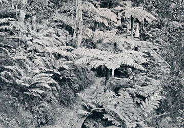 A Forest of Tree Ferns, Leura, Blue Mountains