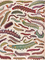 A Hundred Different Kinds of Caterpillars of Butterflies and Moths