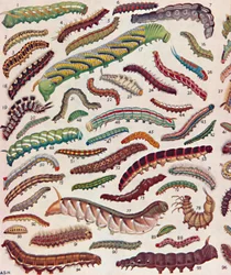 A Hundred Different Kinds of Caterpillars of Butterflies and Moths