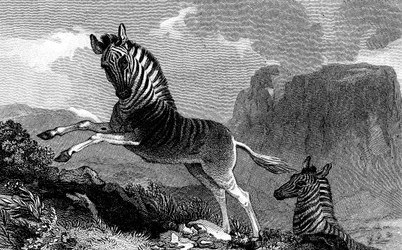 A Quagga