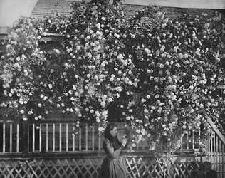 A Rose-Decked Home, Southern California, c1897