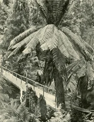 A Rustic Bridge