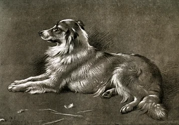 A Sheep Dog