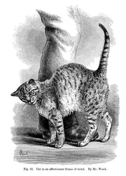 A Cat in Affectionate Frame of Mind, from The Expression and Emotions in Man and Animals