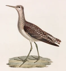 A Colour Illustration of a Bird