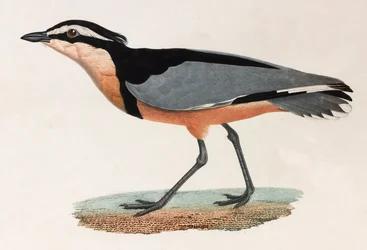 A Colour Illustration of a Bird
