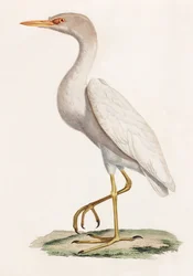 A Colour Illustration of a Bird