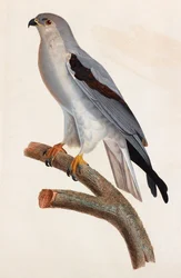 A Colour Illustration of a Grey Bird