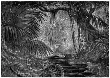 A Forest Scene in Peru