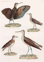 A Full Page Series of Colour Illustrations of Birds