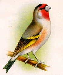 A goldfinch-bullfinch hybrid